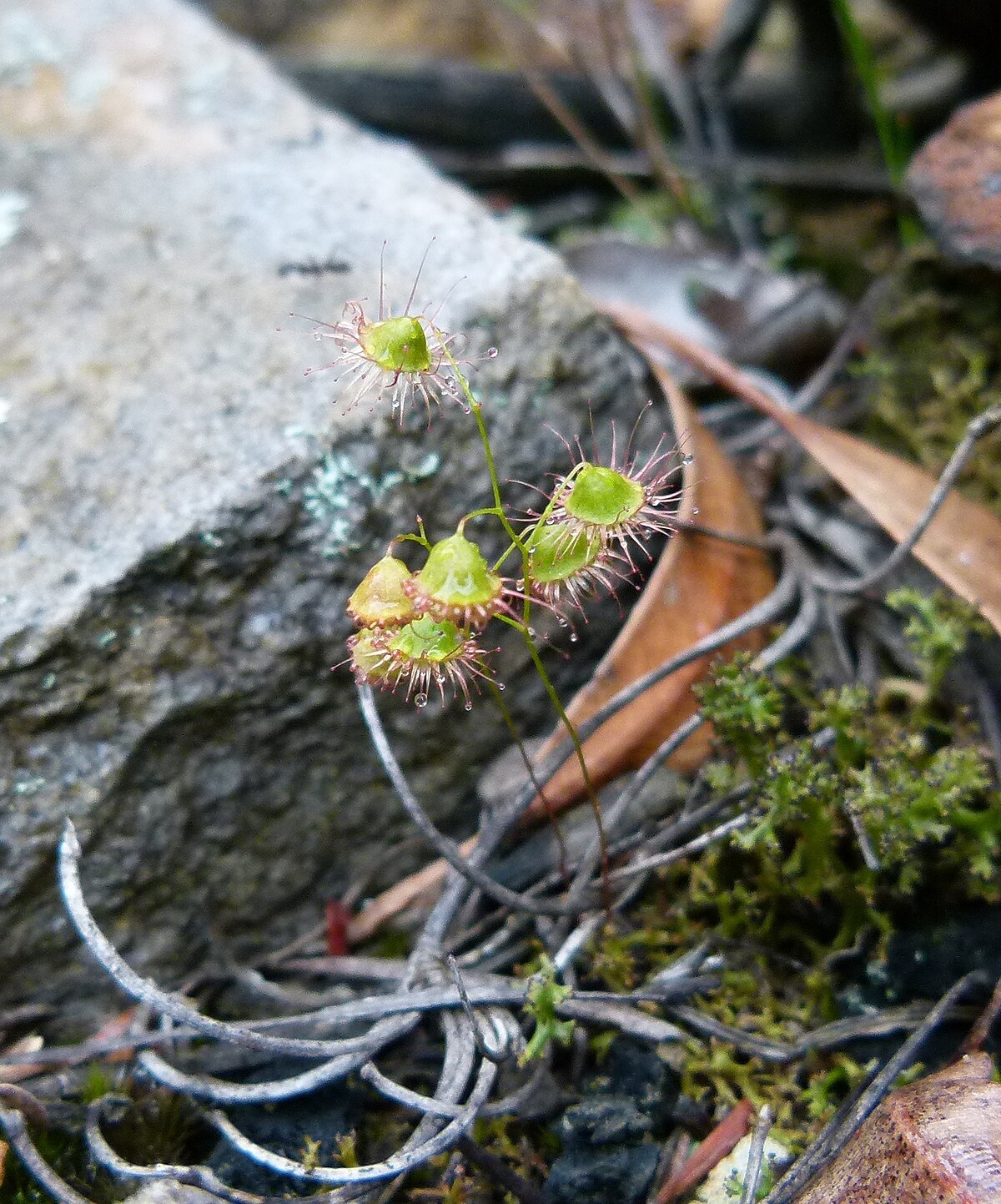 Drosera huegelii