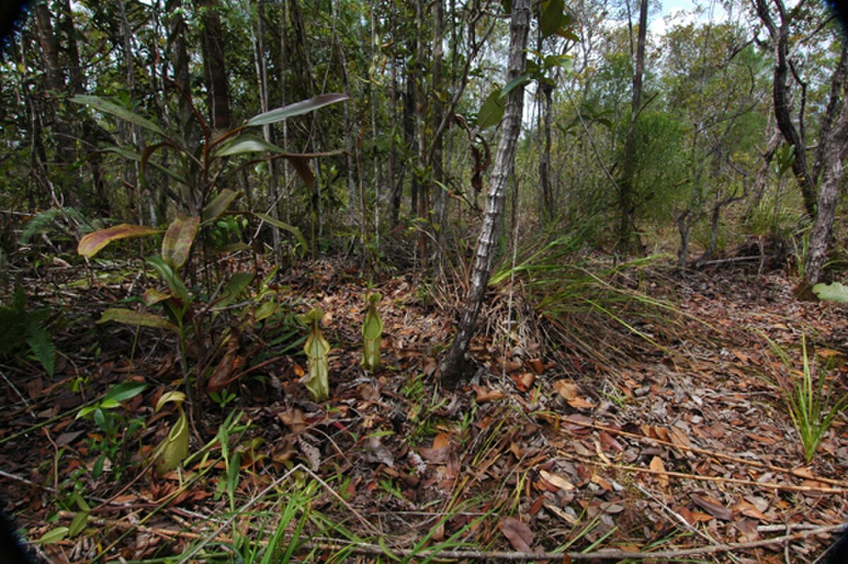 Typical habitat of N. rafflesiana.