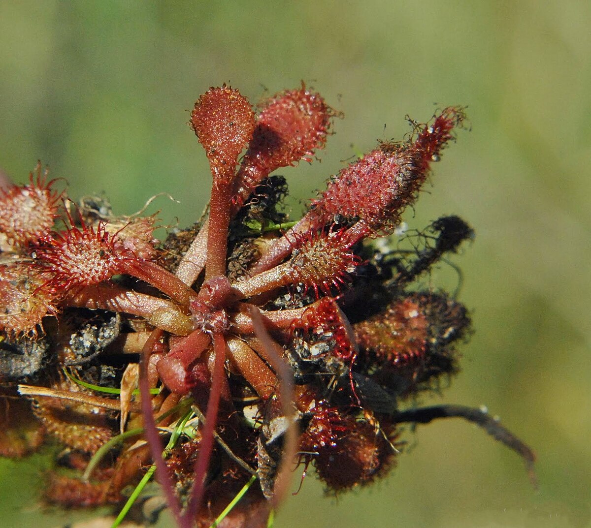 Drosera capillaris