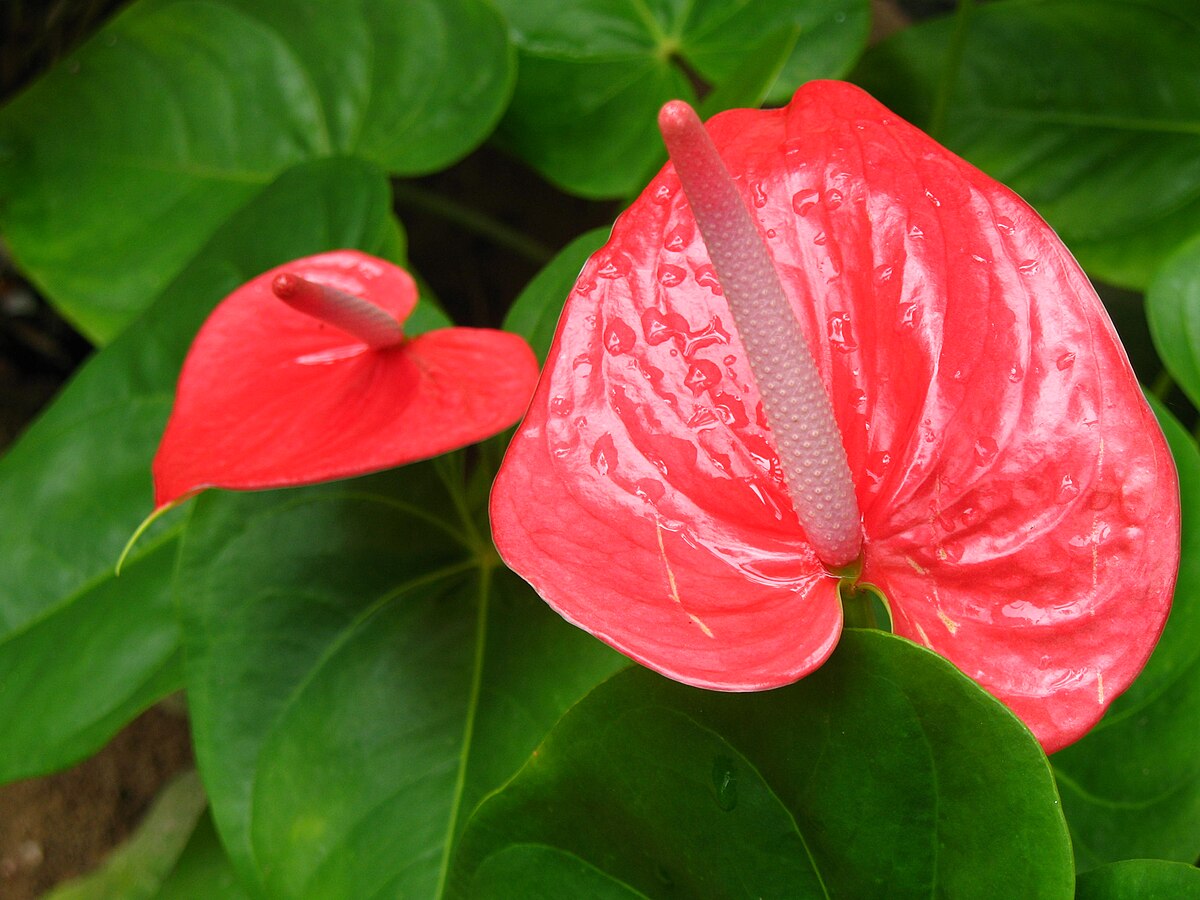 Anthurium andraeanum