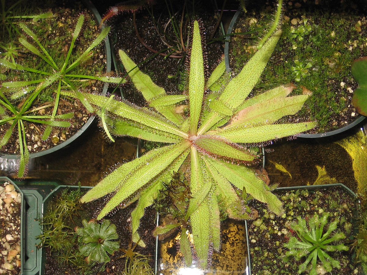 Drosera adelae
