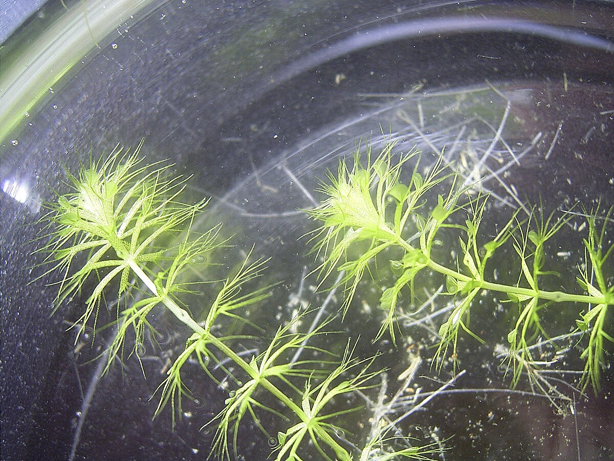 Aldrovanda vesiculosa