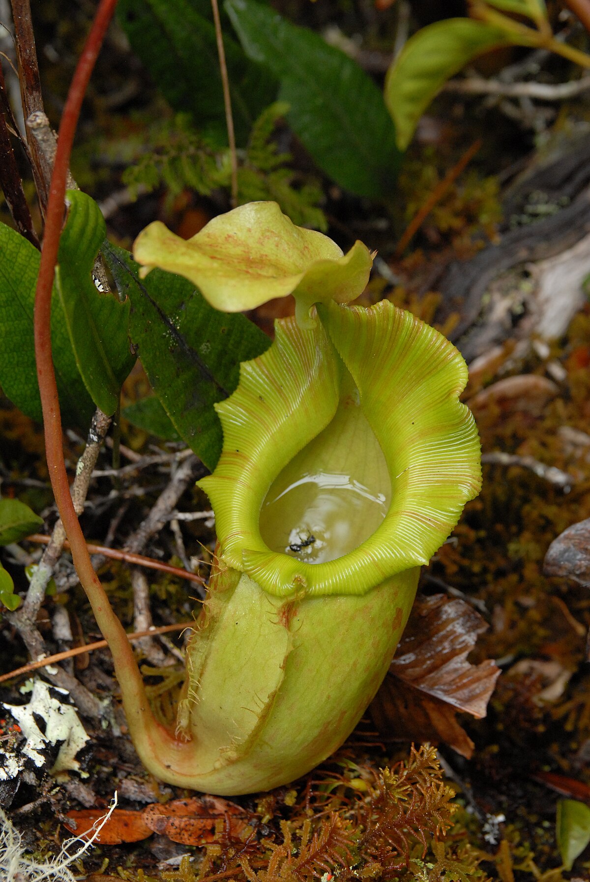 Nepenthes Maxima