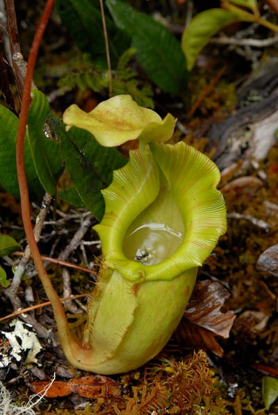 Nepenthes maxima