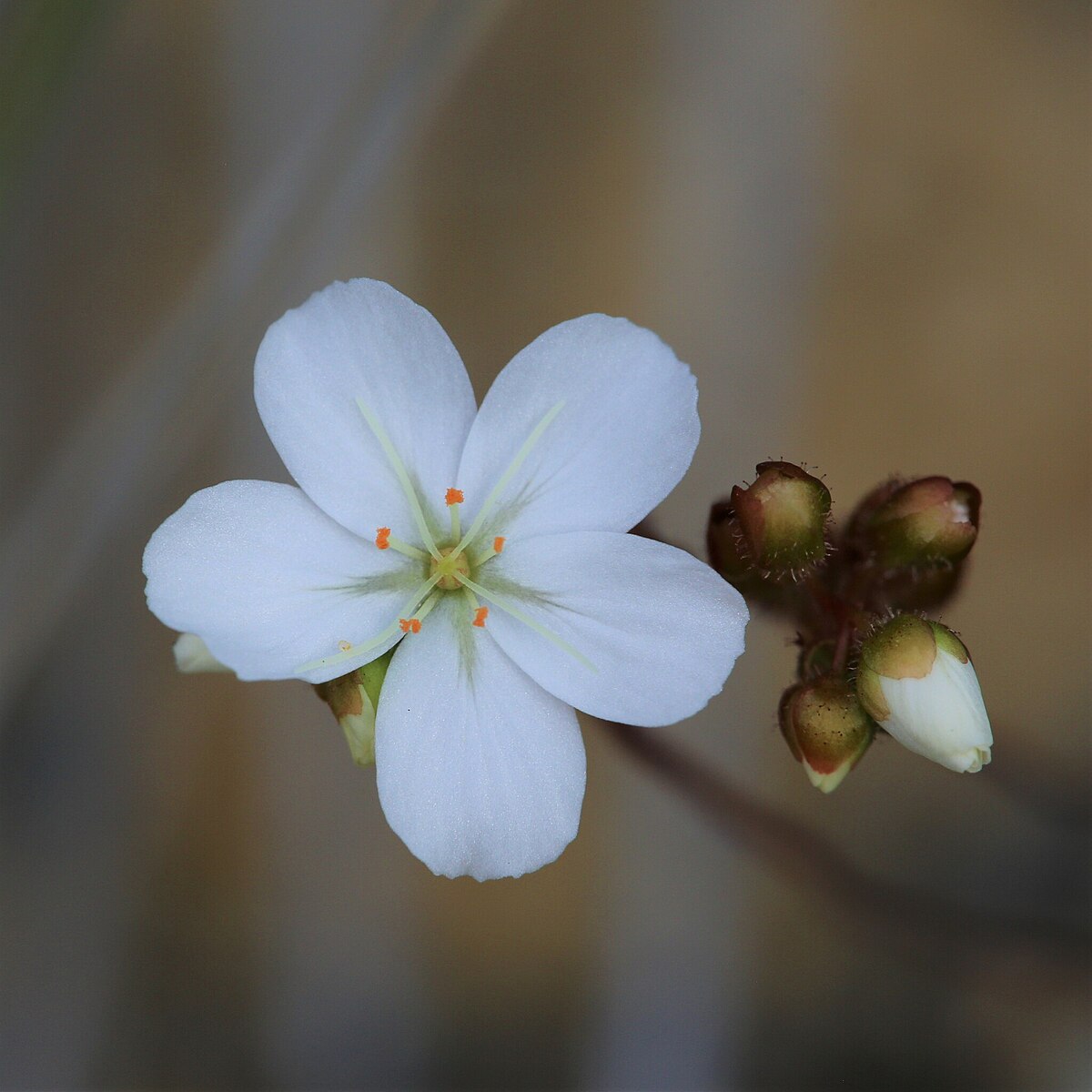 Drosera nivea