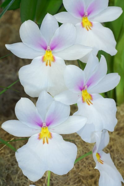Miltoniopsis vexillaria