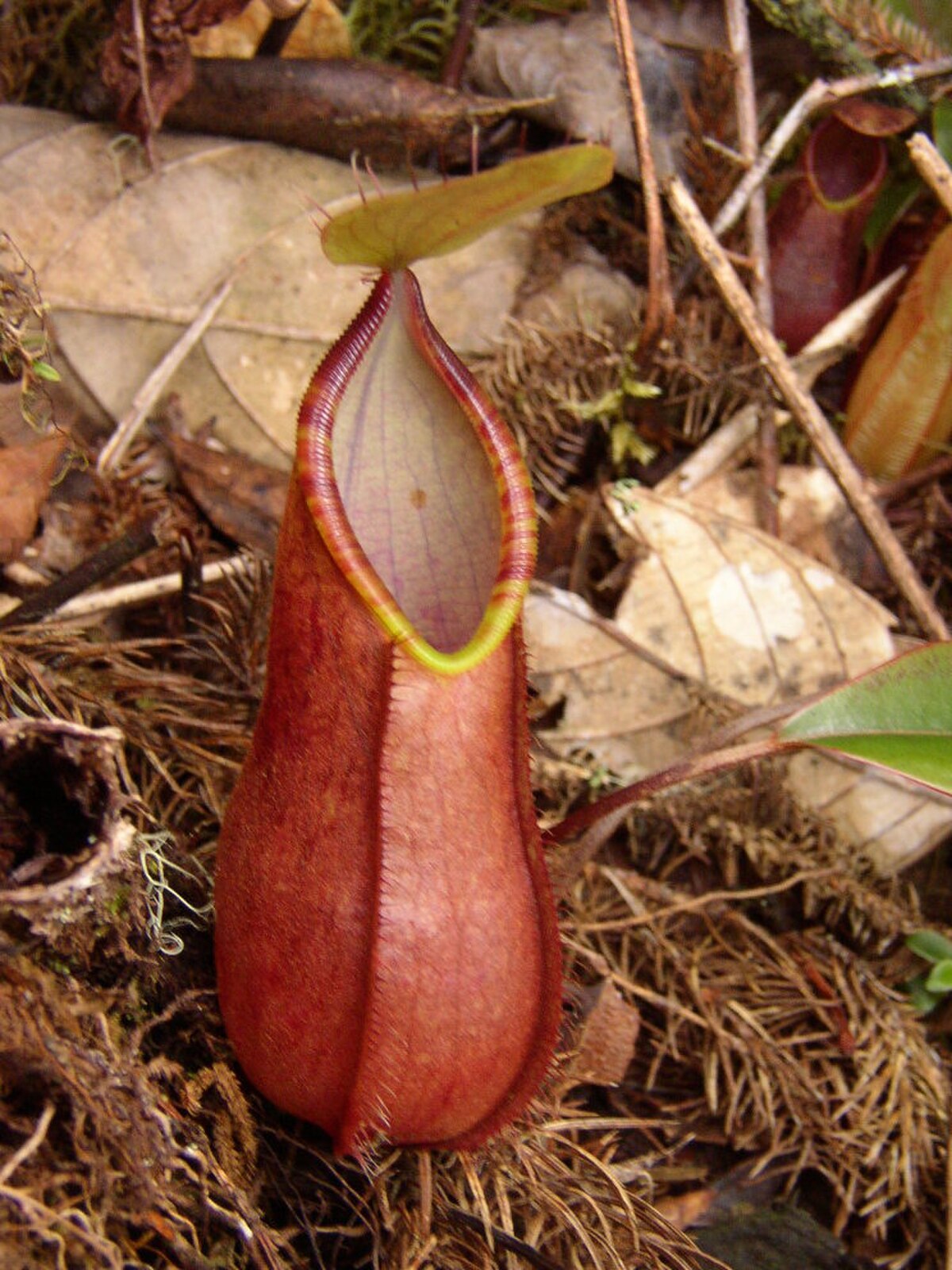 Nepenthes Tentaculata