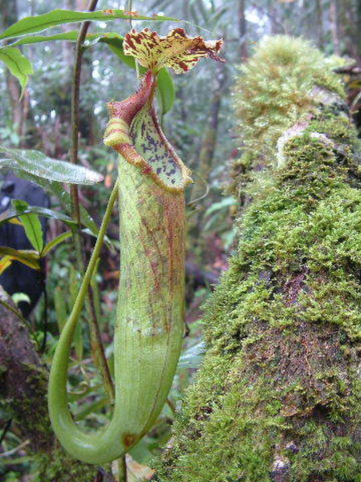 Nepenthes naga