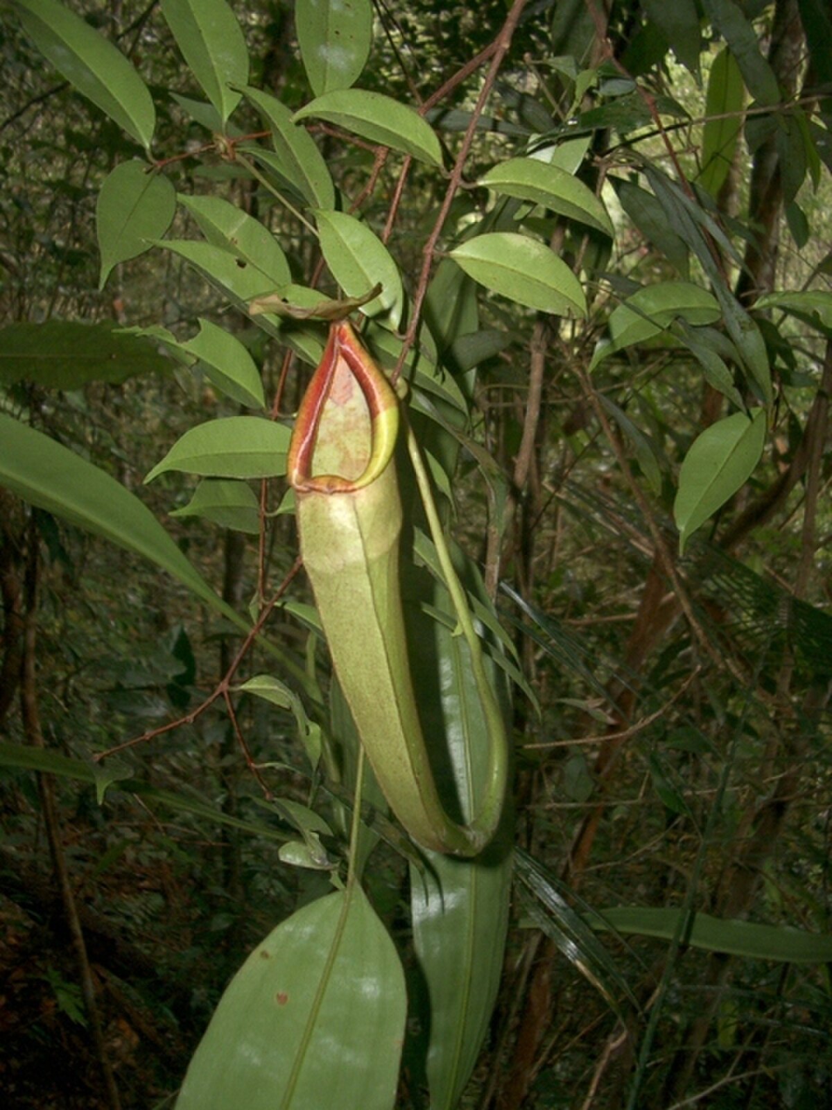 Nepenthes Longifolia