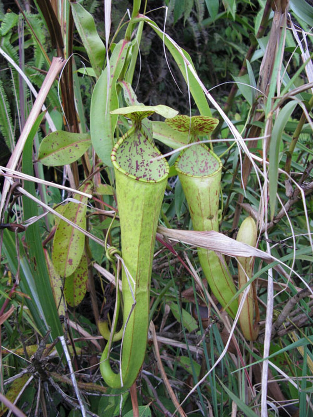 Nepenthes Stenophylla
