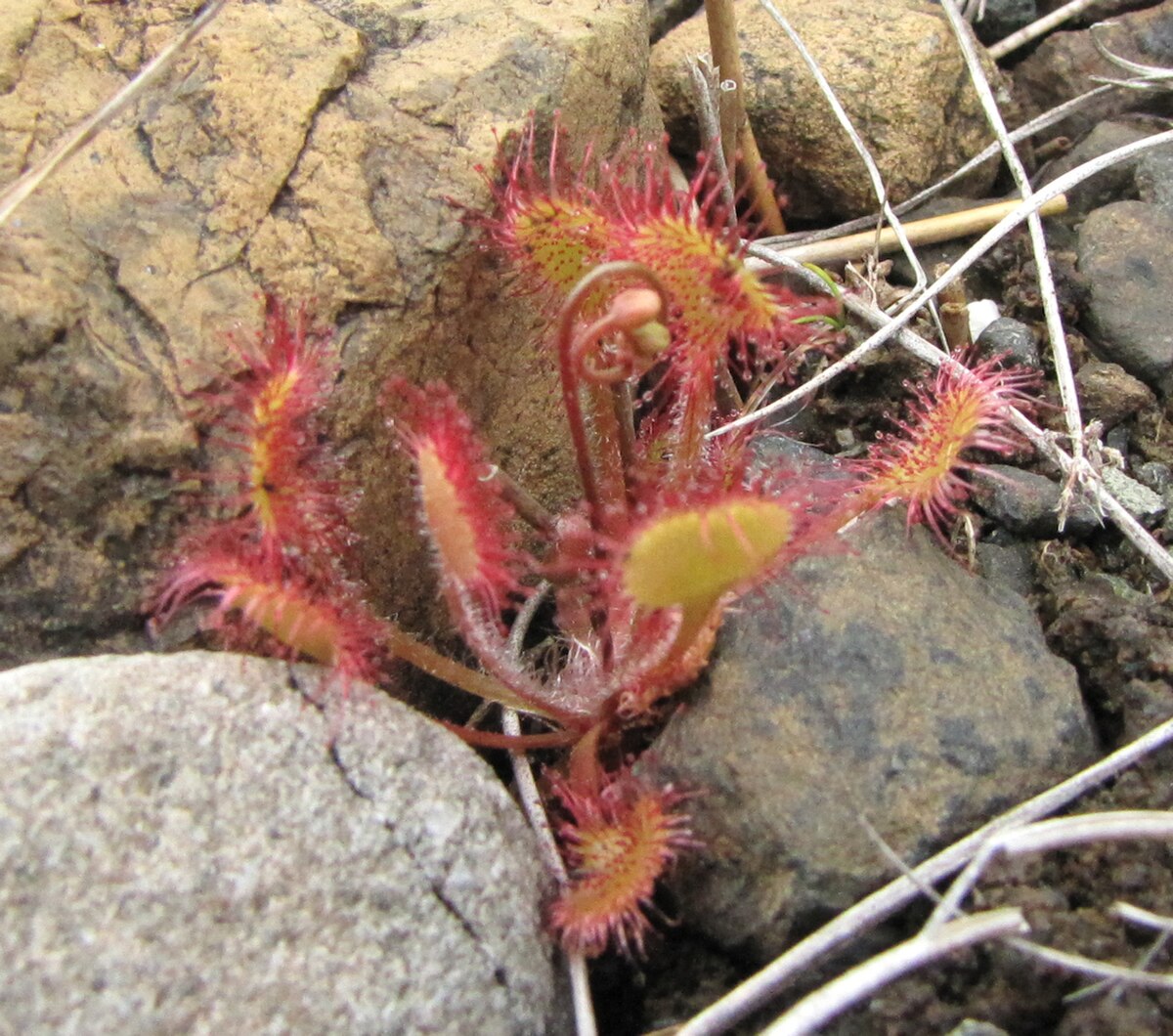 Drosera rotundifolia