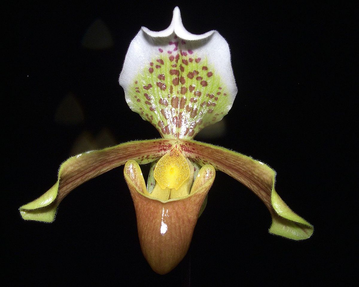 Paphiopedilum insigne