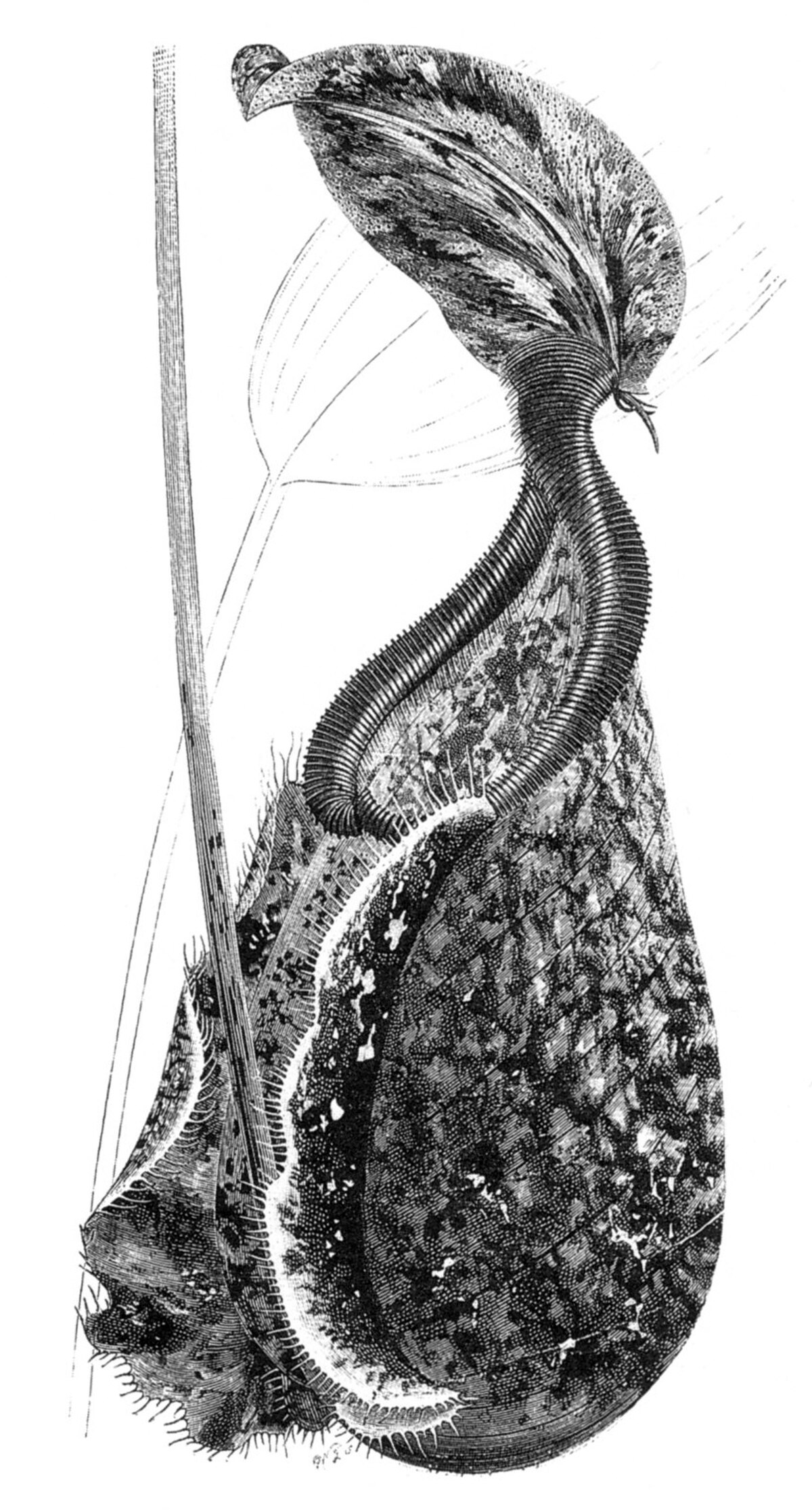 Nepenthes Rafflesiana