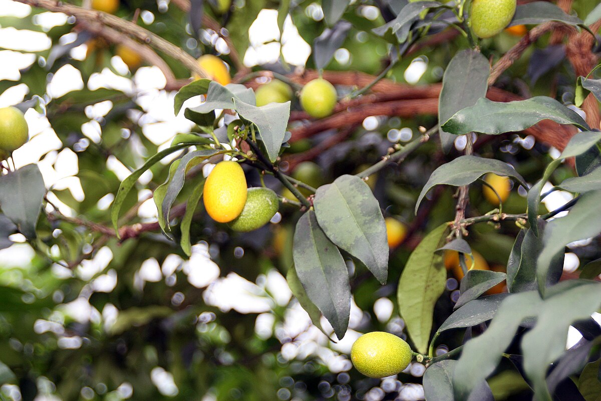 Fortunella margarita