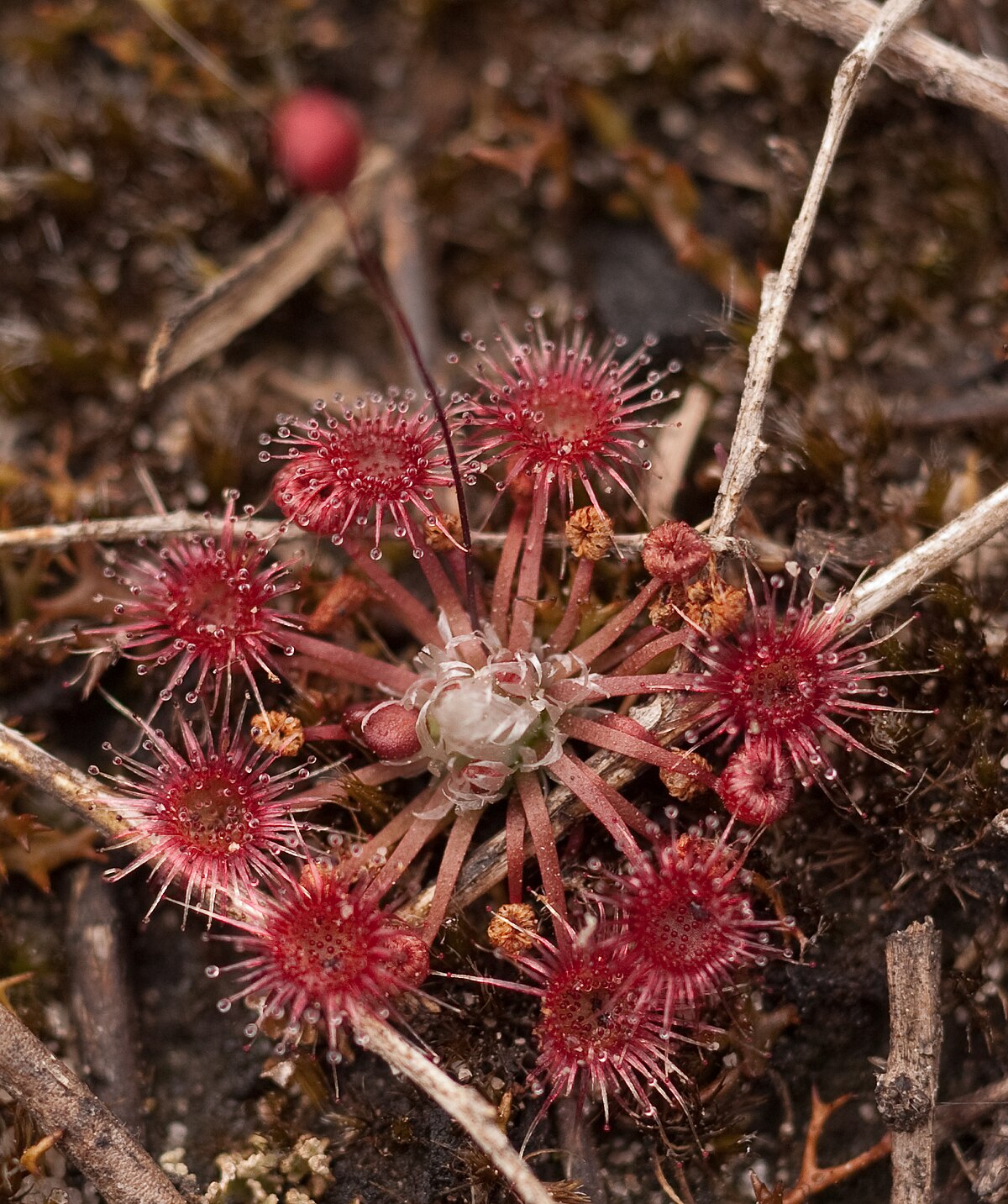 Drosera pygmaea