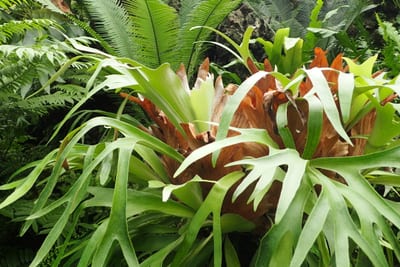 Platycerium bifurcatum