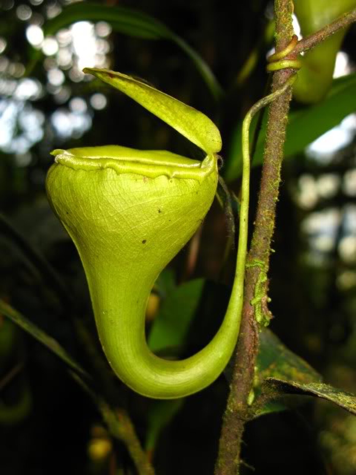 Nepenthes Flava