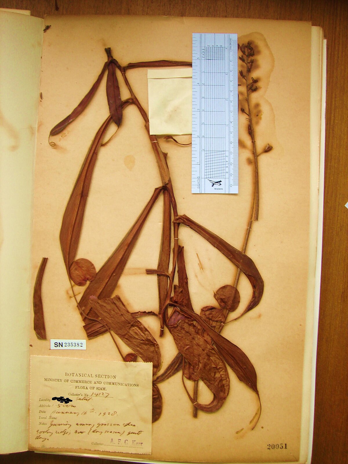 Nepenthes kerrii