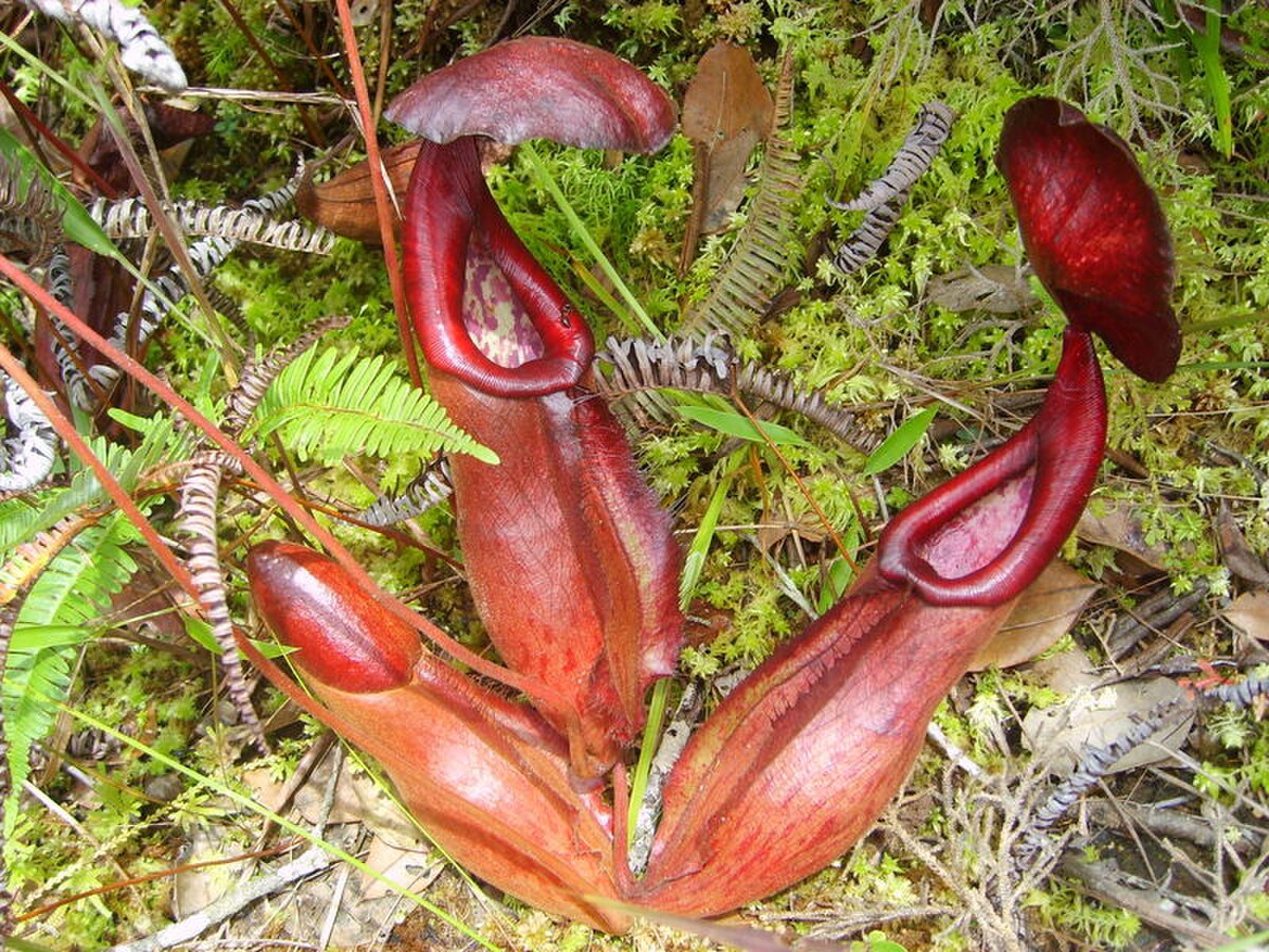 Nepenthes bokorensis
