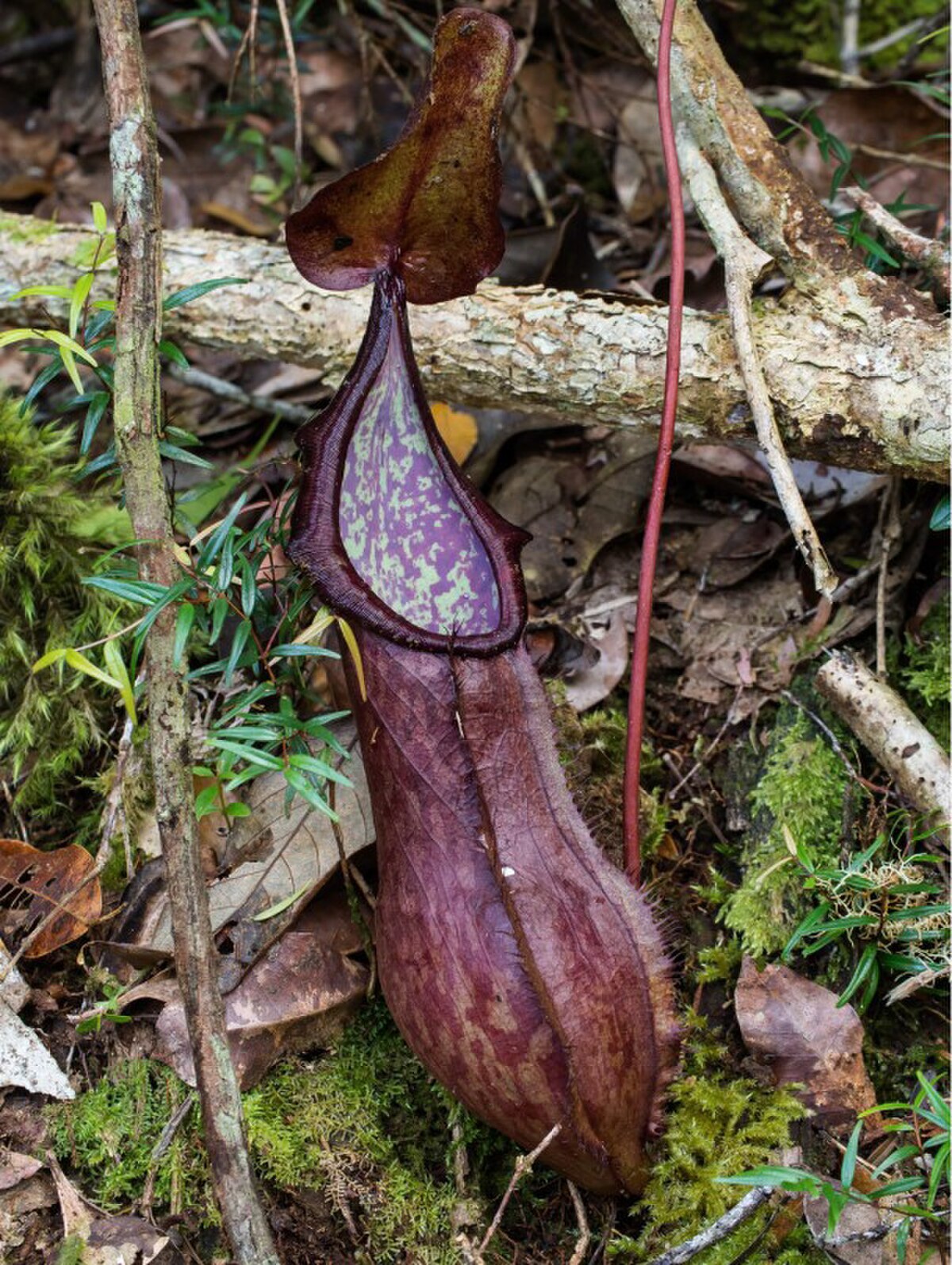 Nepenthes talaandig