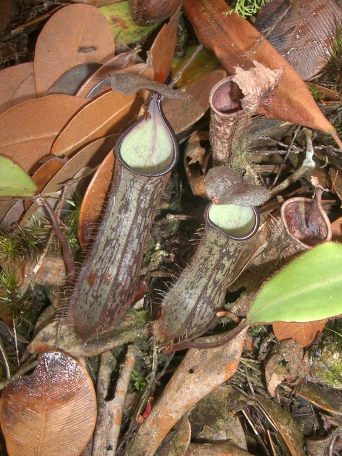 Nepenthes adnata