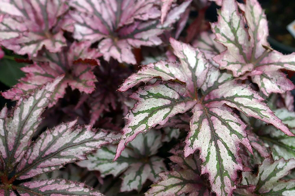 Begonia rex