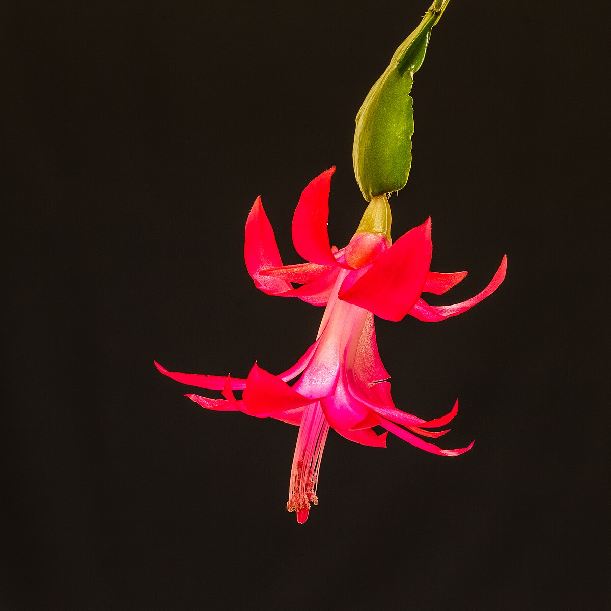 Schlumbergera buckleyi