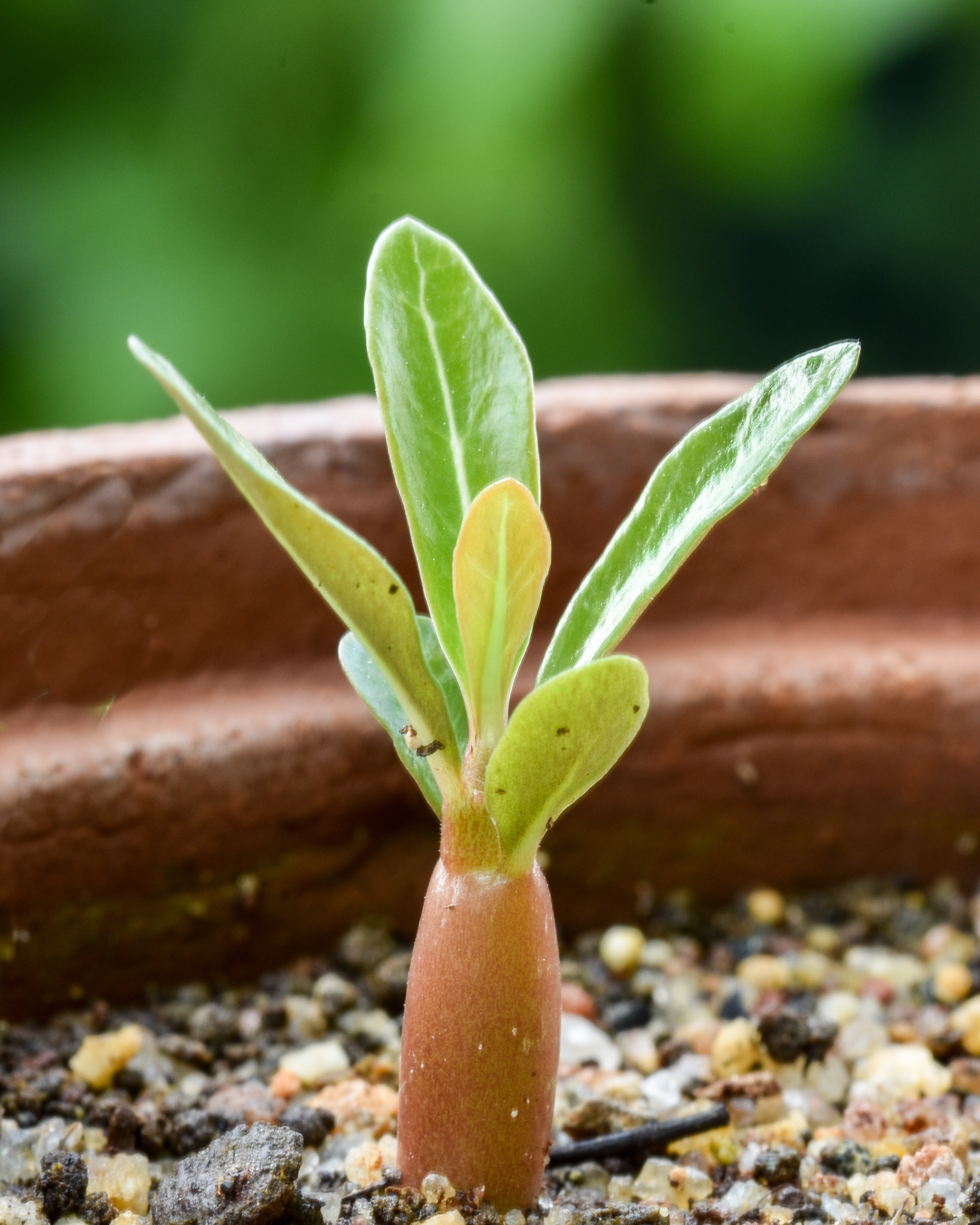 Adenium (Desert Rose)