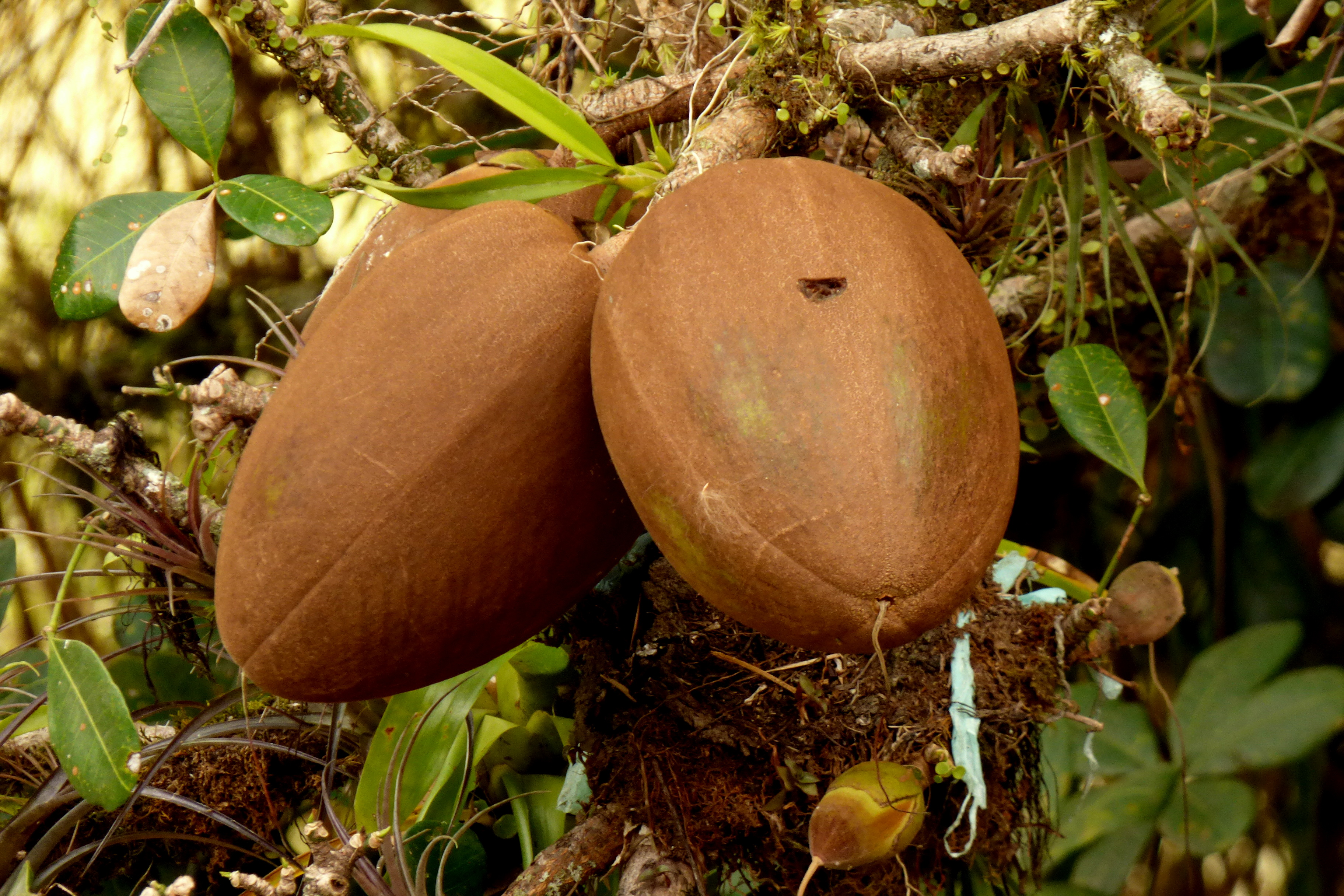 Pachira aquatica