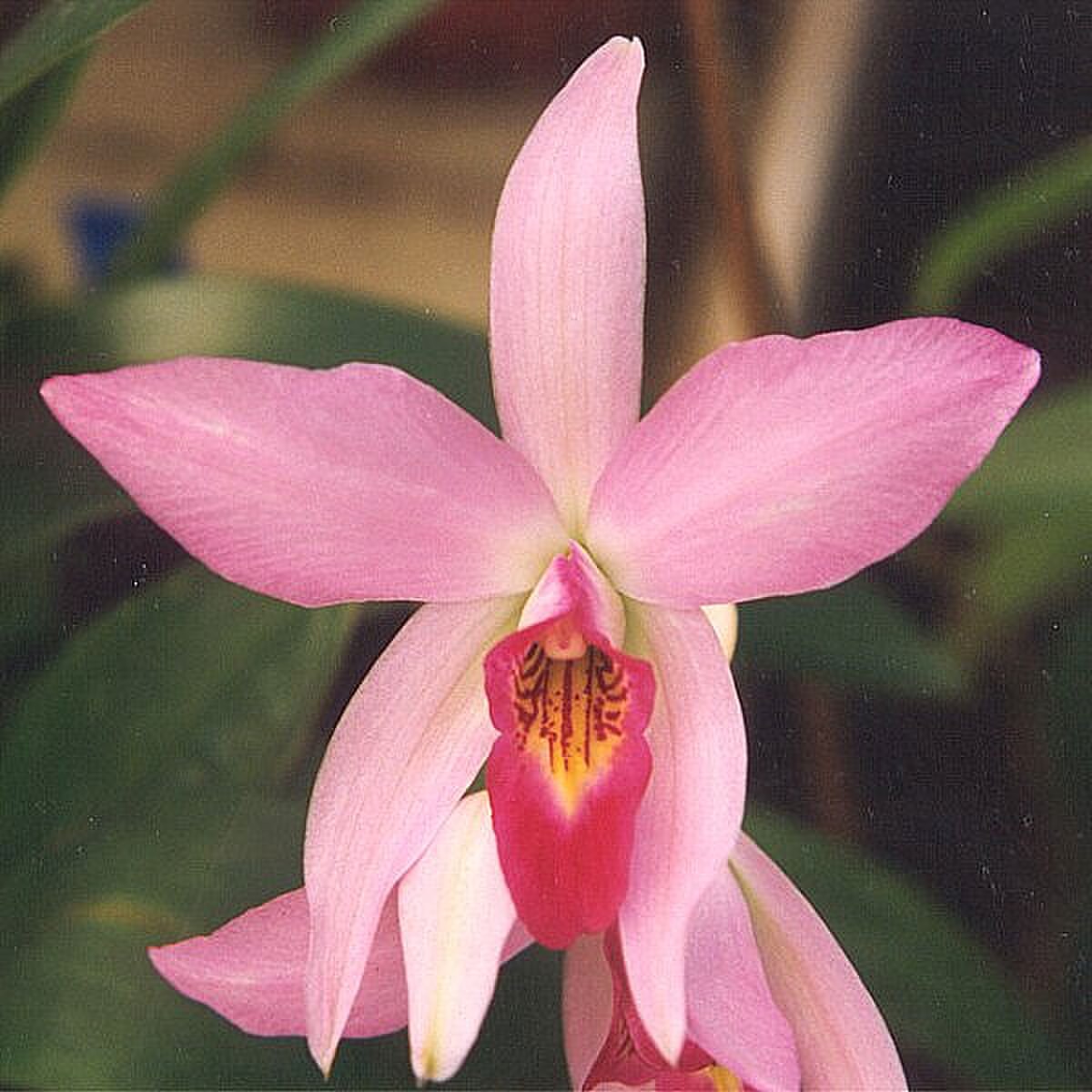 Cattleya walkeriana