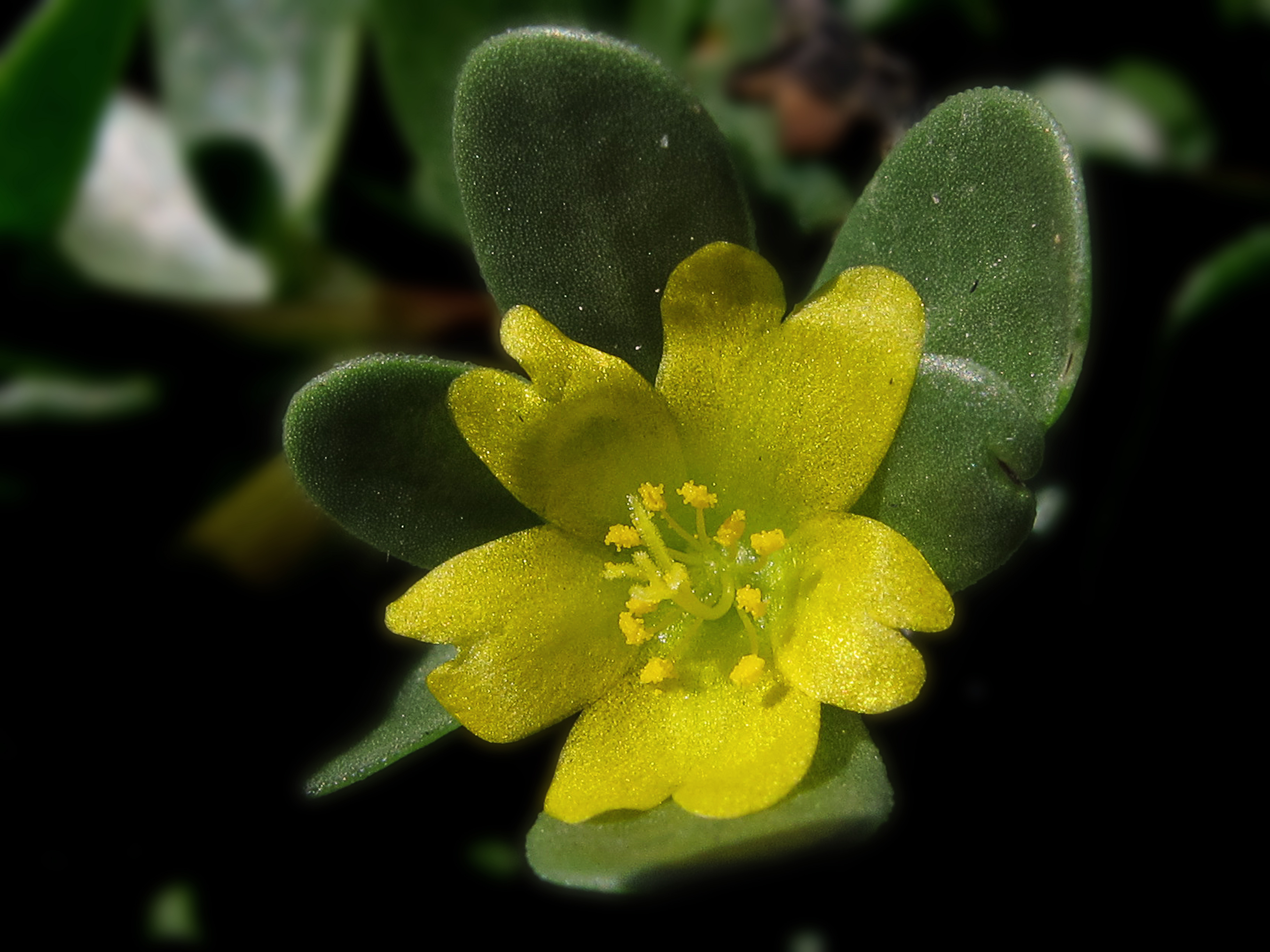 Portulaca oleracea