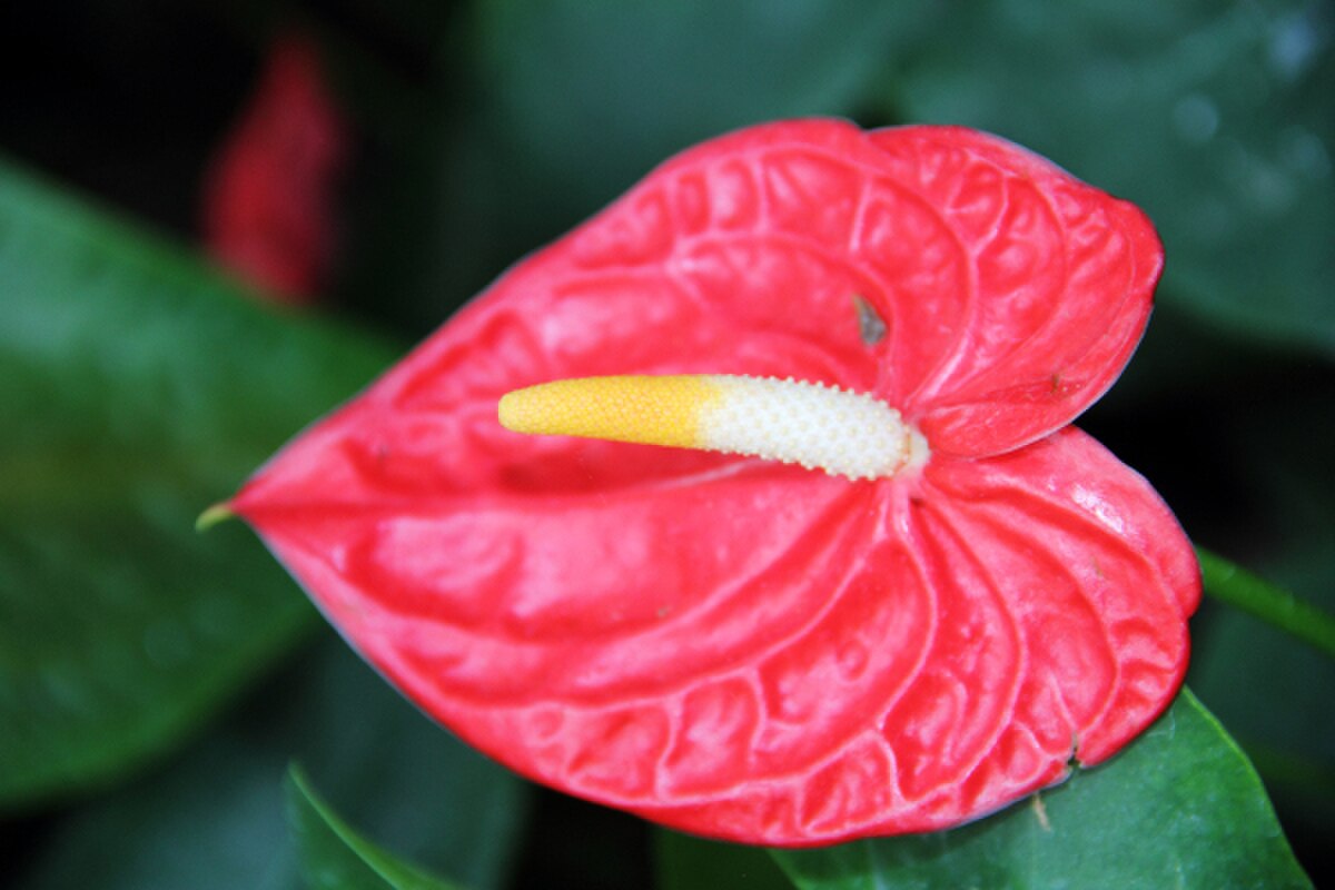 Anthurium andraeanum