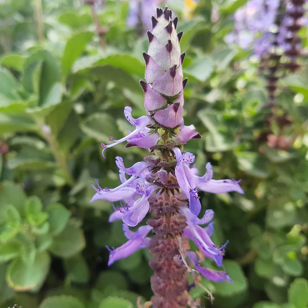 Plectranthus amboinicus — iNaturalist