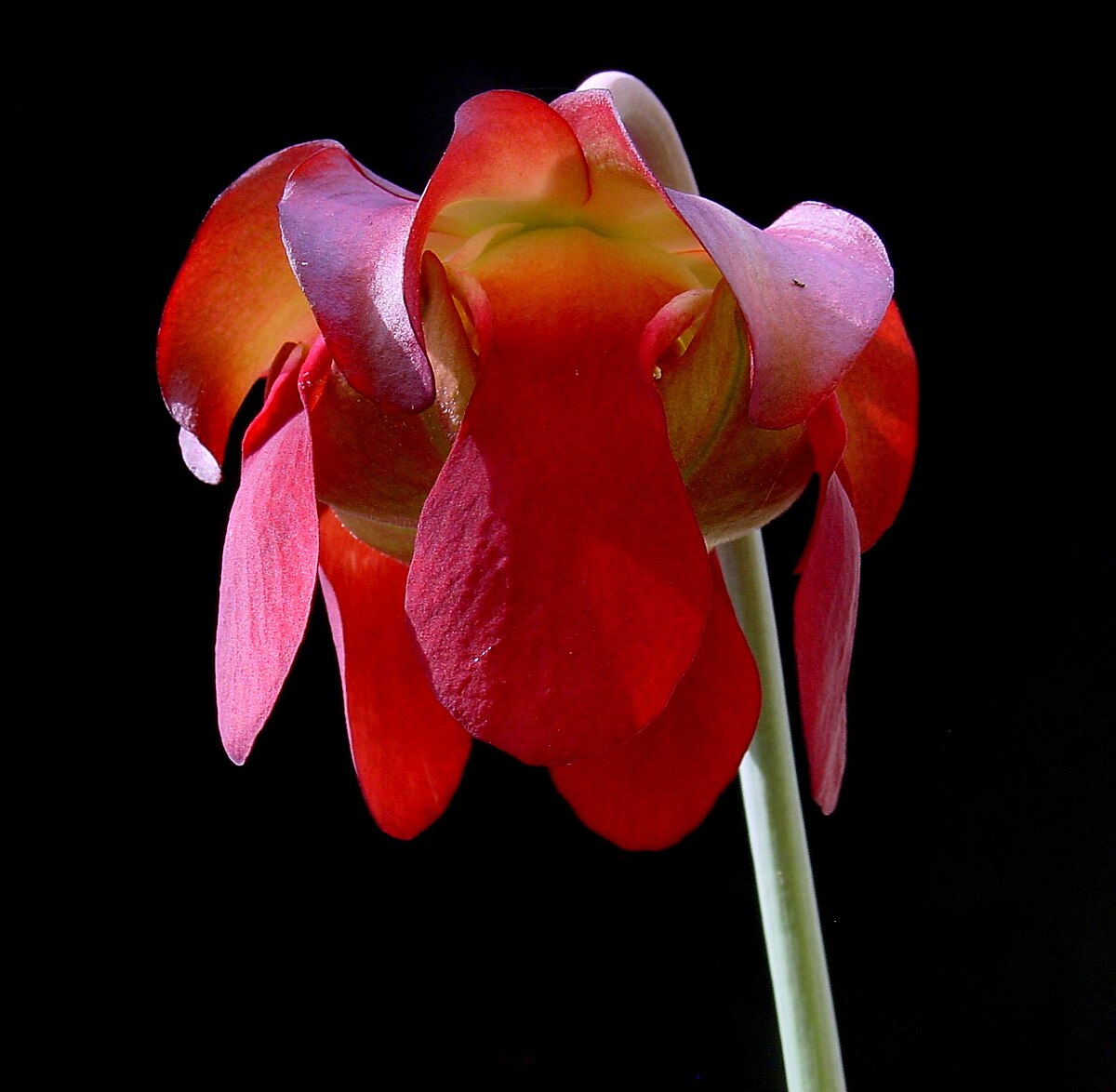 Sarracenia leucophylla