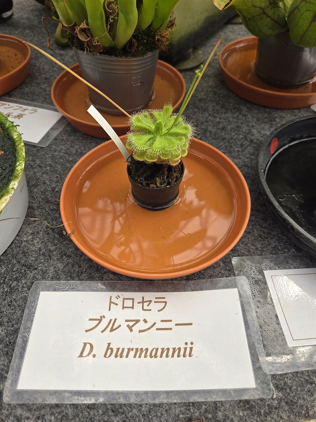 Drosera burmanni