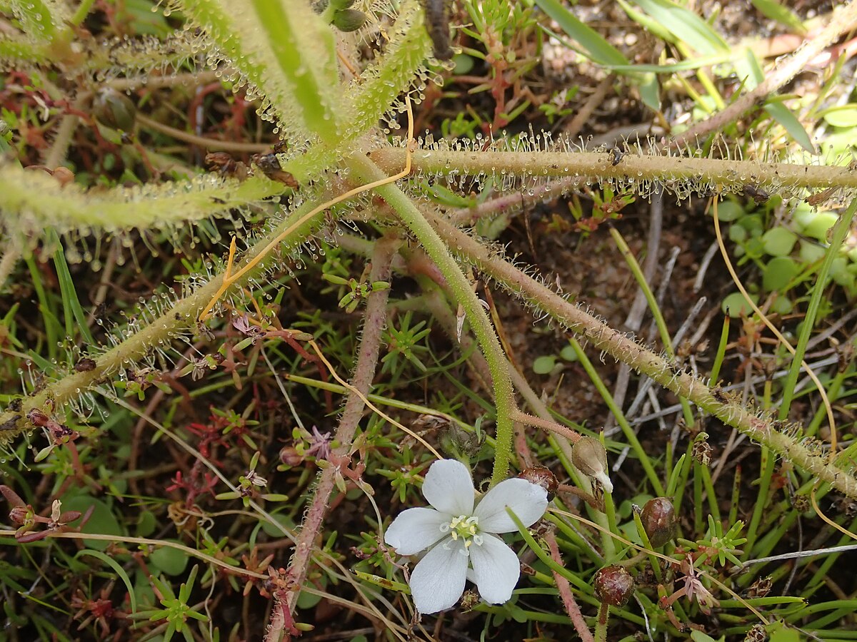 Drosera finlaysoniana