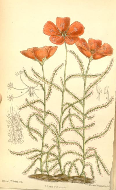 Drosera cistiflora