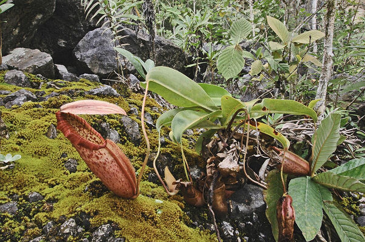 Rosette plant with a lower pitcher