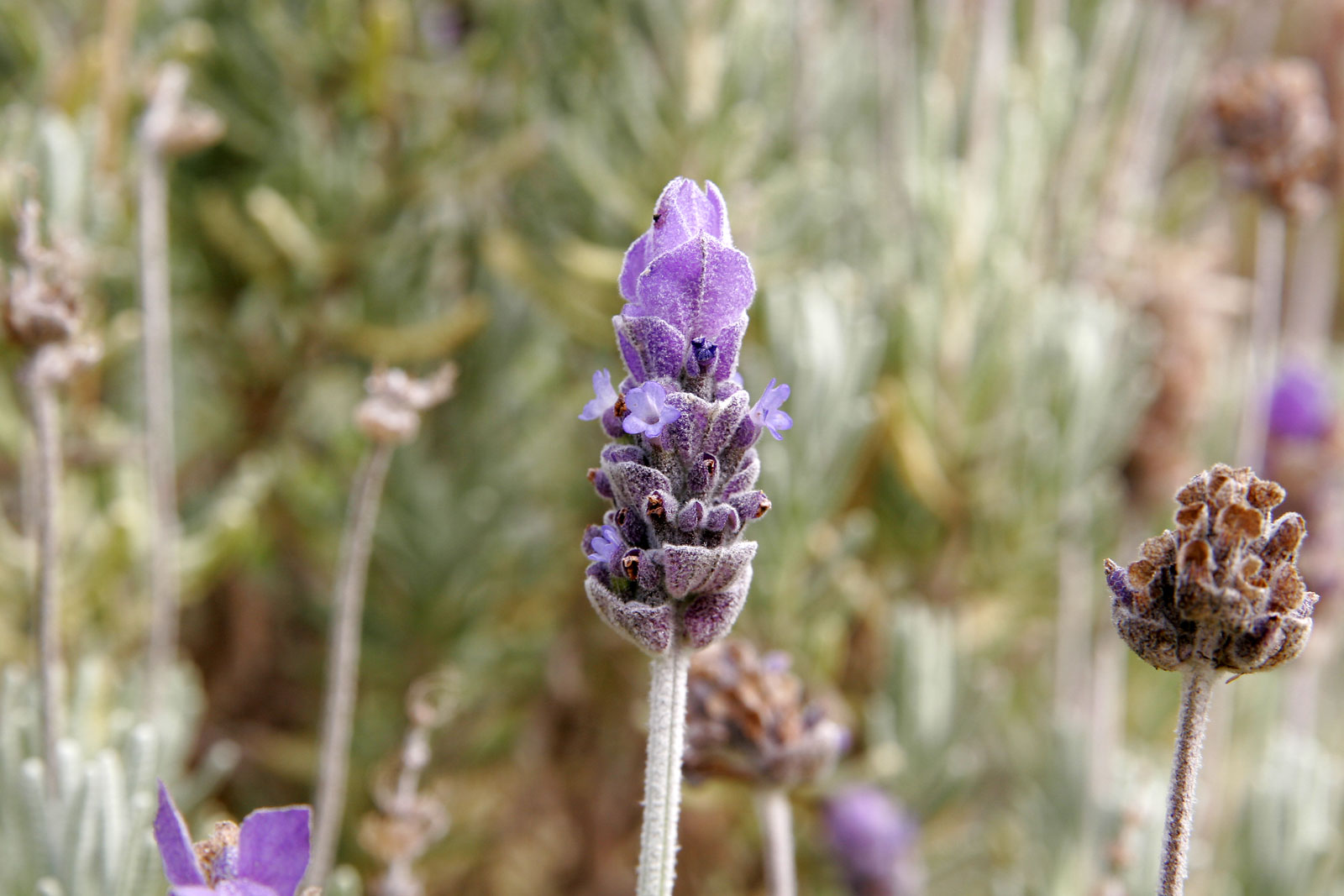 Lavandula