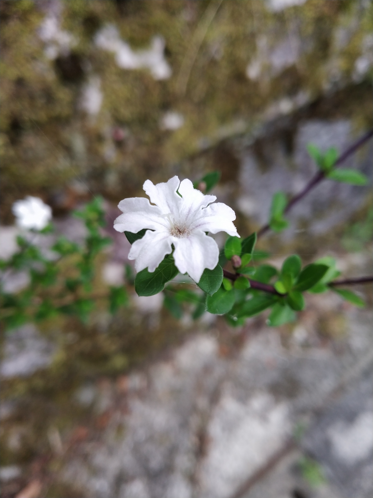 Serissa japonica — iNaturalist