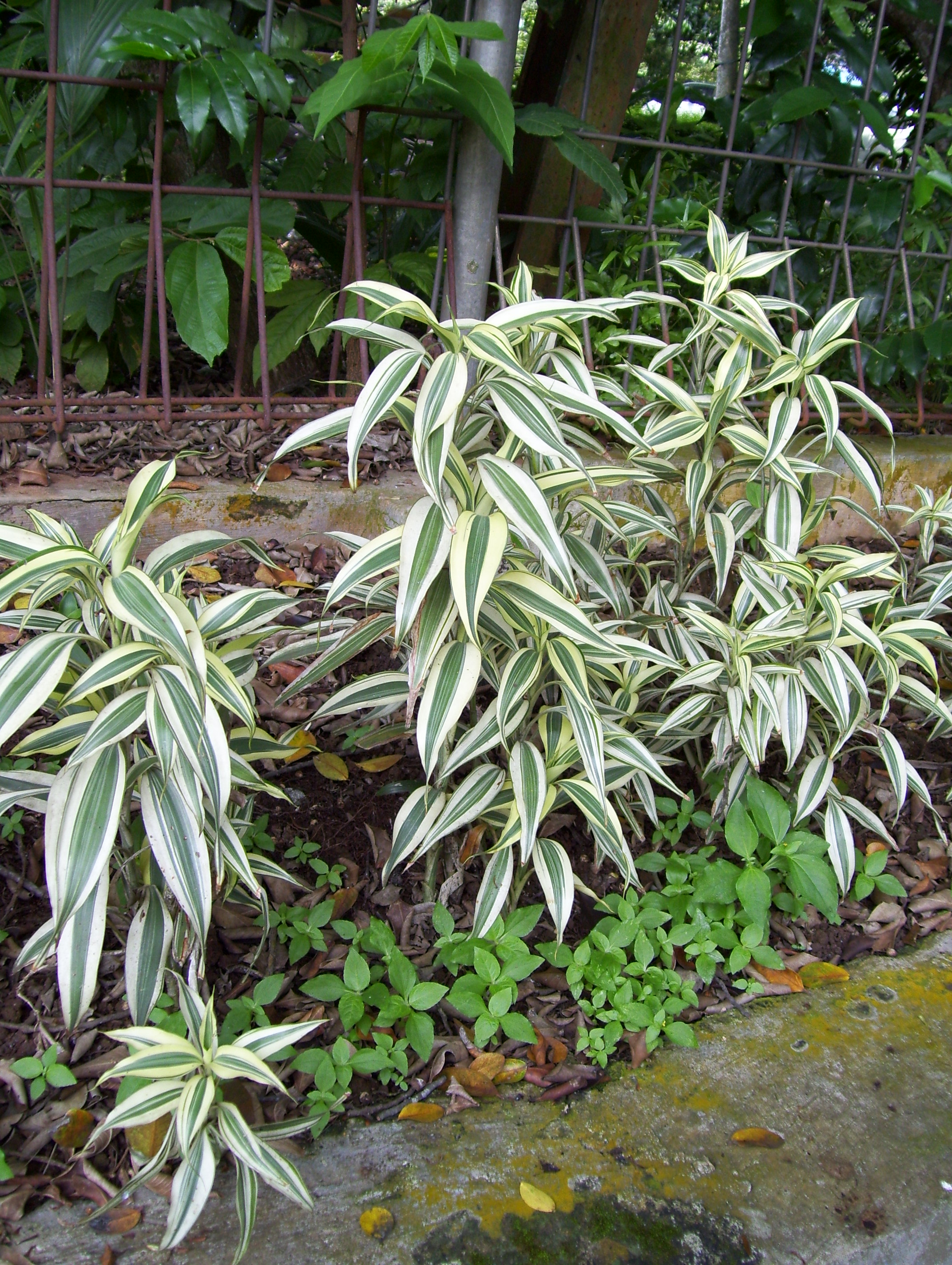Dracaena sanderiana