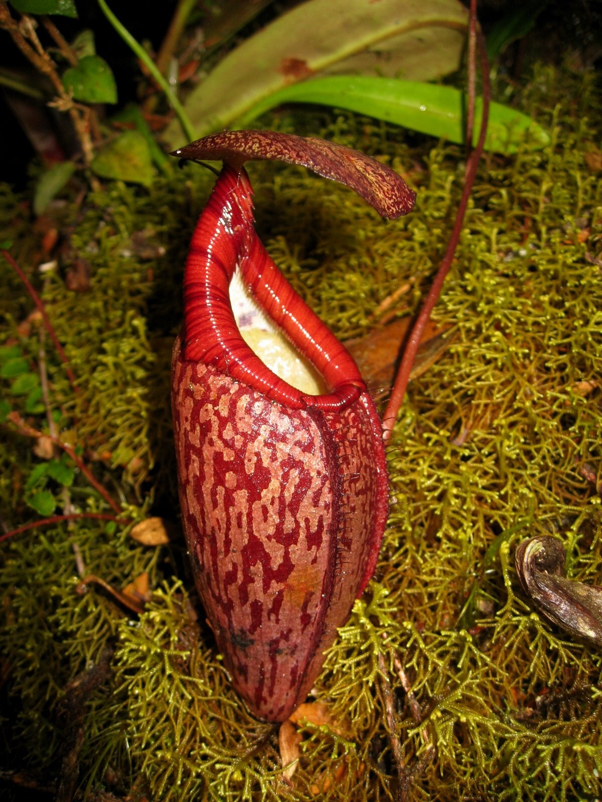Nepenthes Gymnamphora