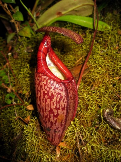 Nepenthes Gymnamphora
