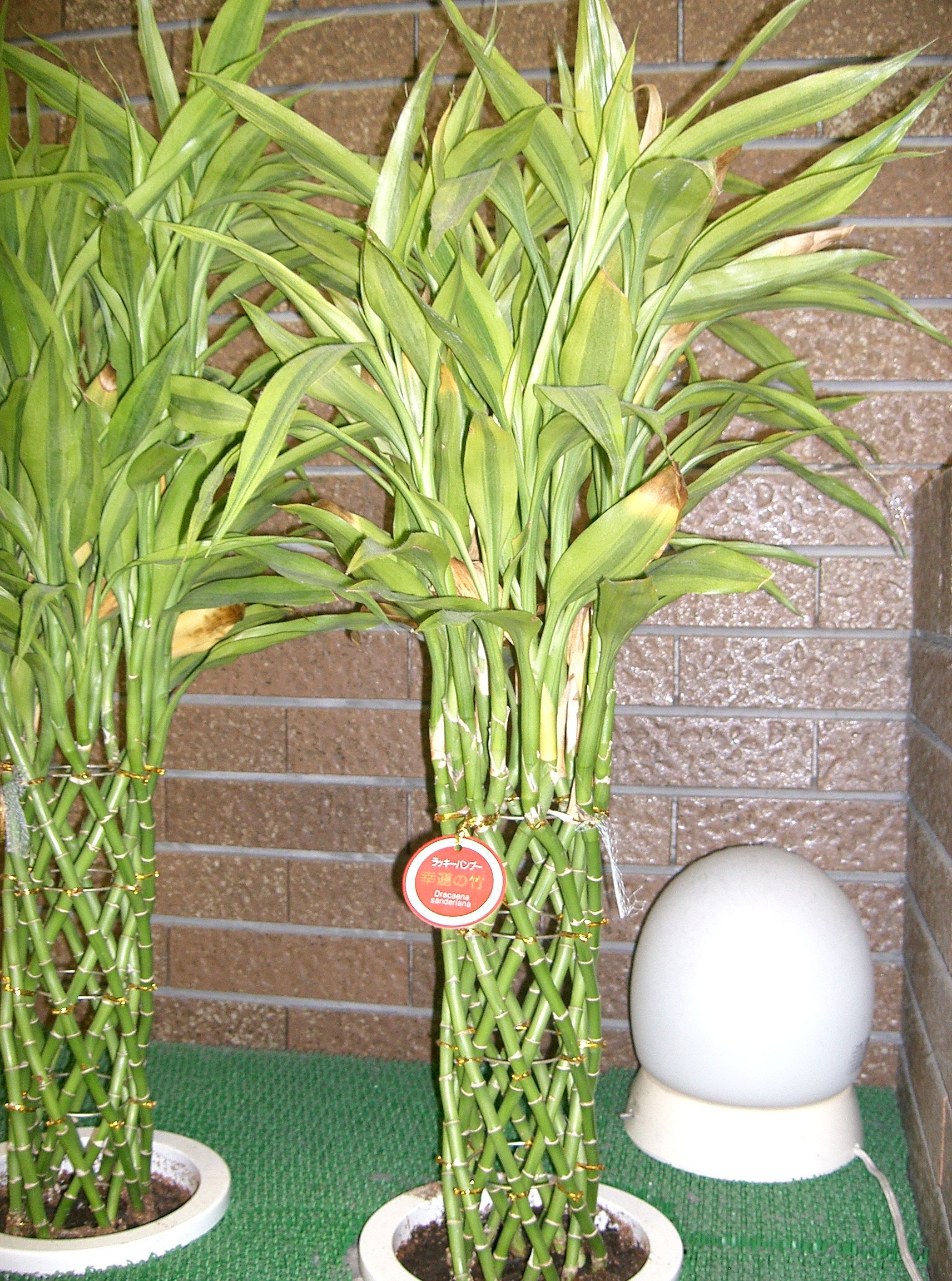 Dracaena sanderiana