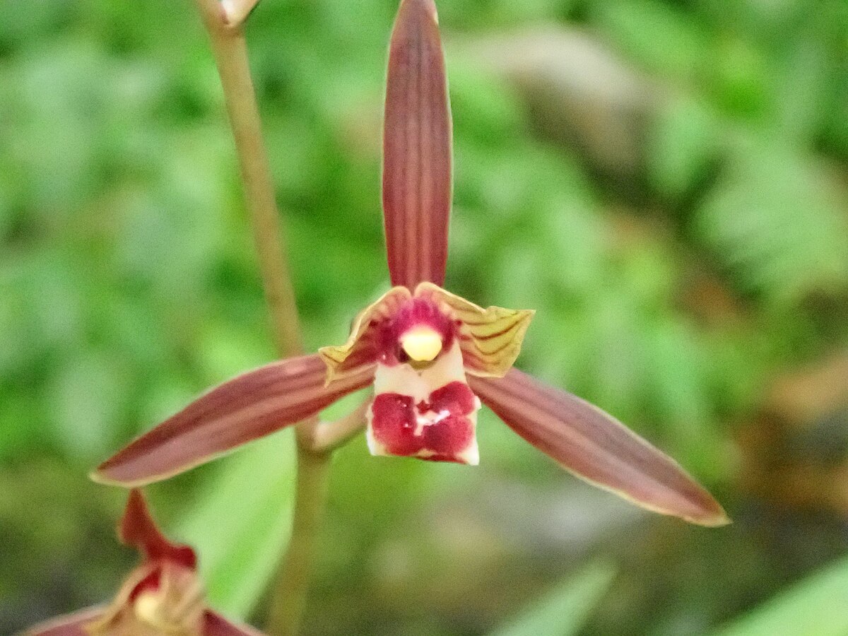 Cymbidium sinense