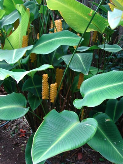 Calathea orbitfolia