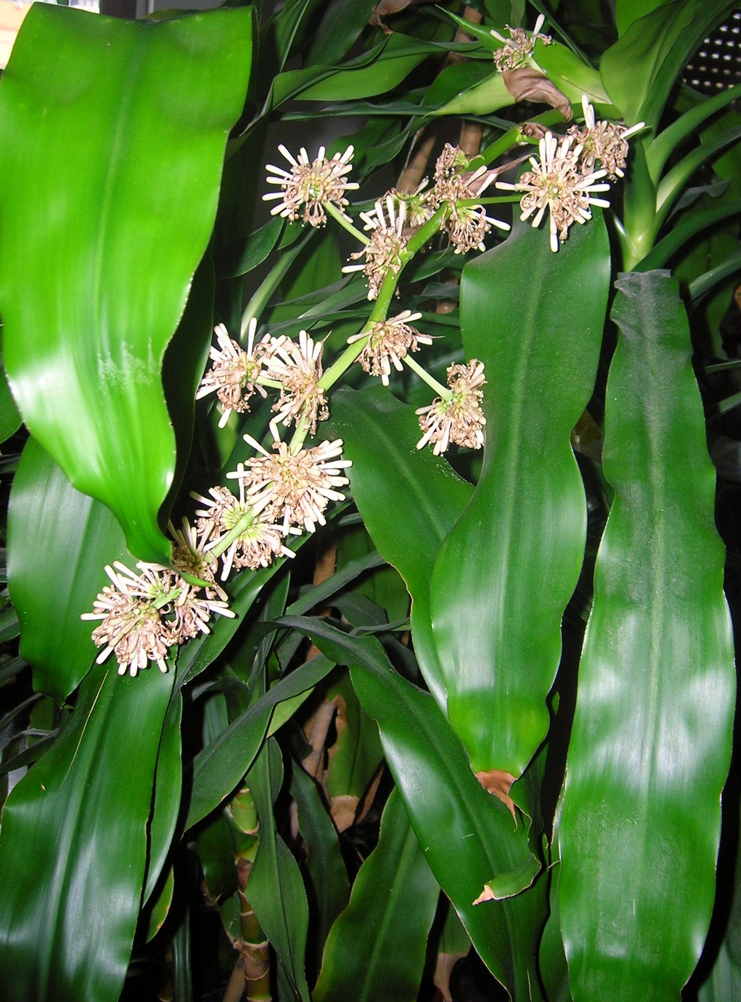 Dracaena fragrans