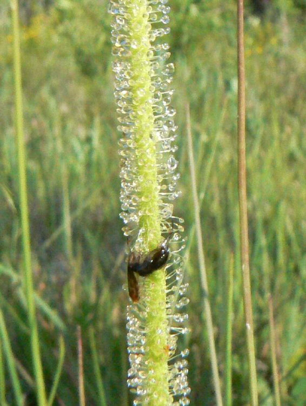 Drosera filiformis