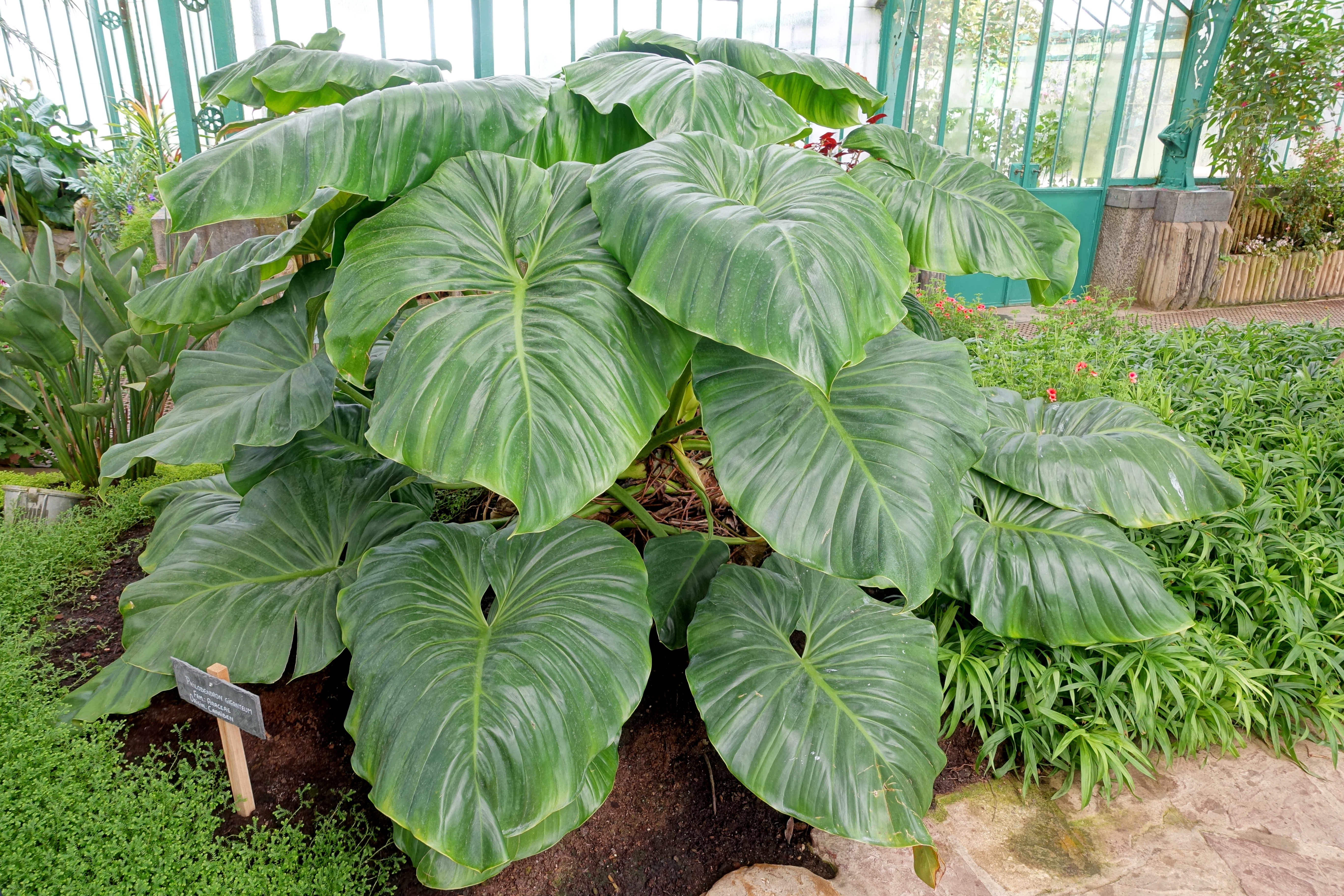 Philodendron brasil