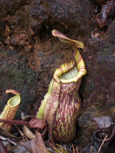 Nepenthes peltata
